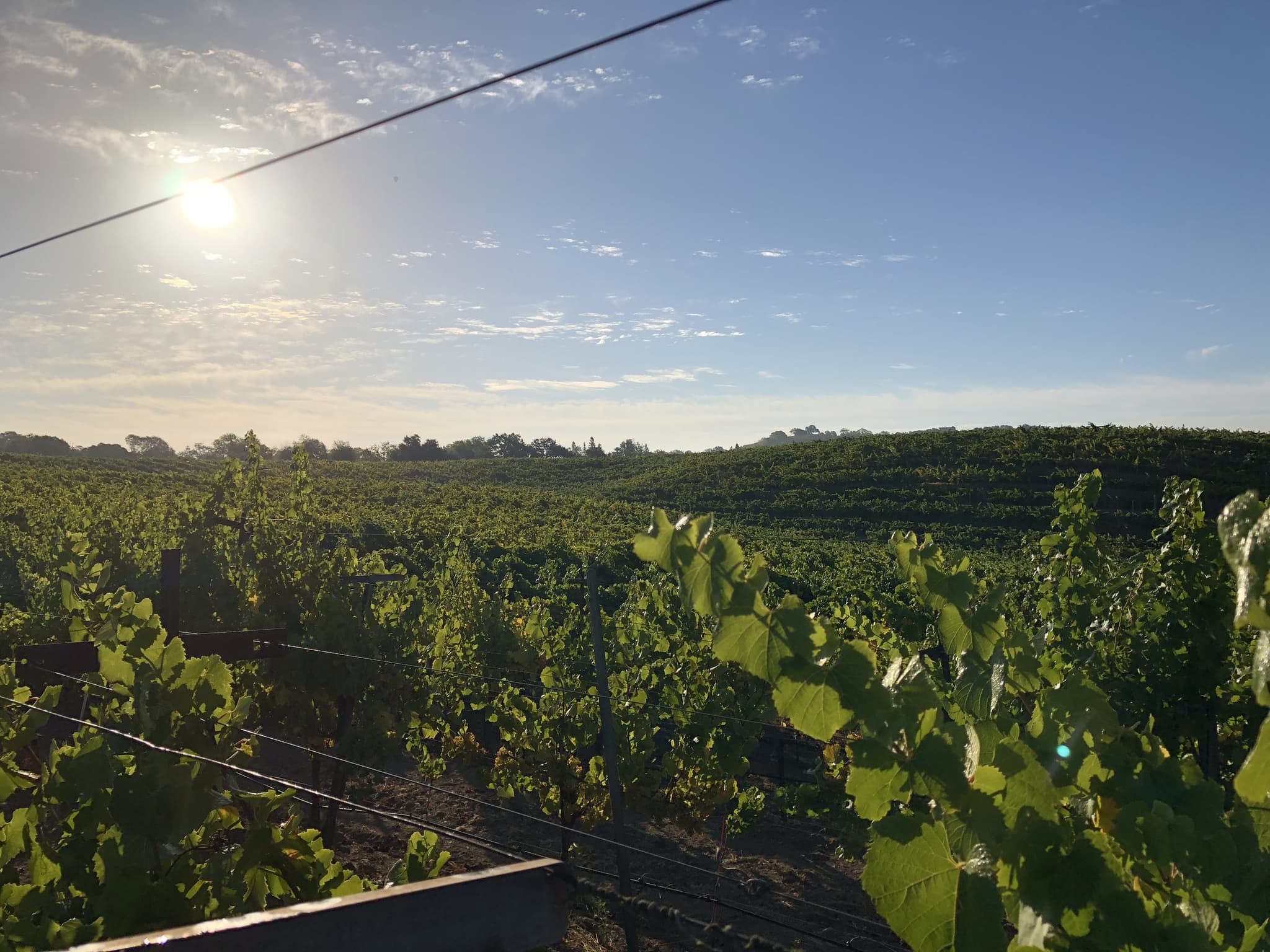 2025 Chardonnay