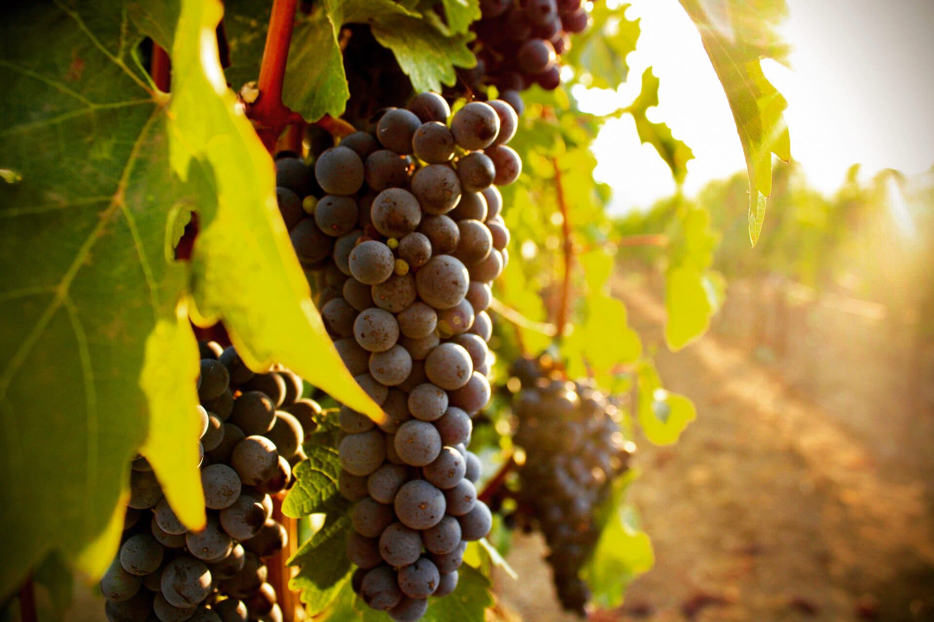 Sunlit grape clusters