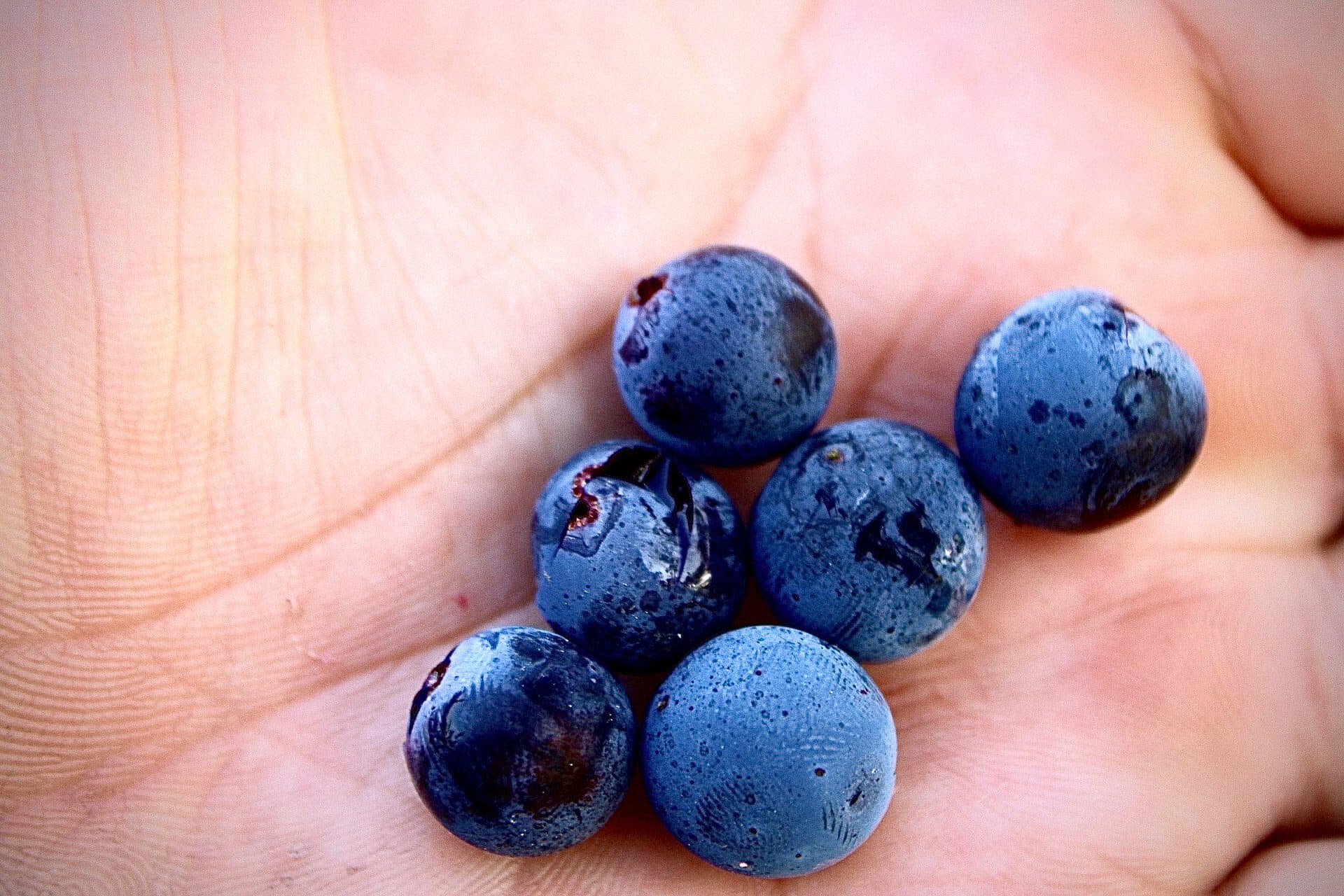 Pinot Noir berries in hand