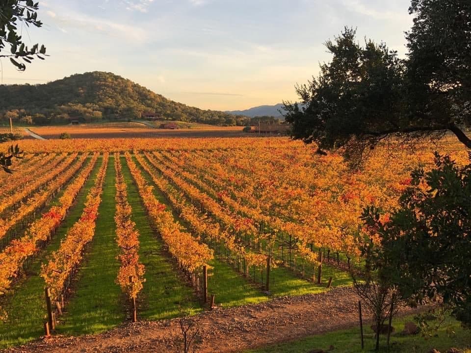 Oakville vineyard rows at fall sunset