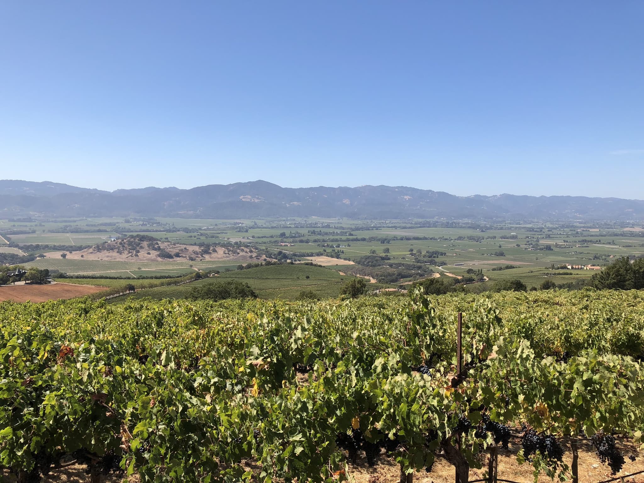 Oakville mid bench vineyard