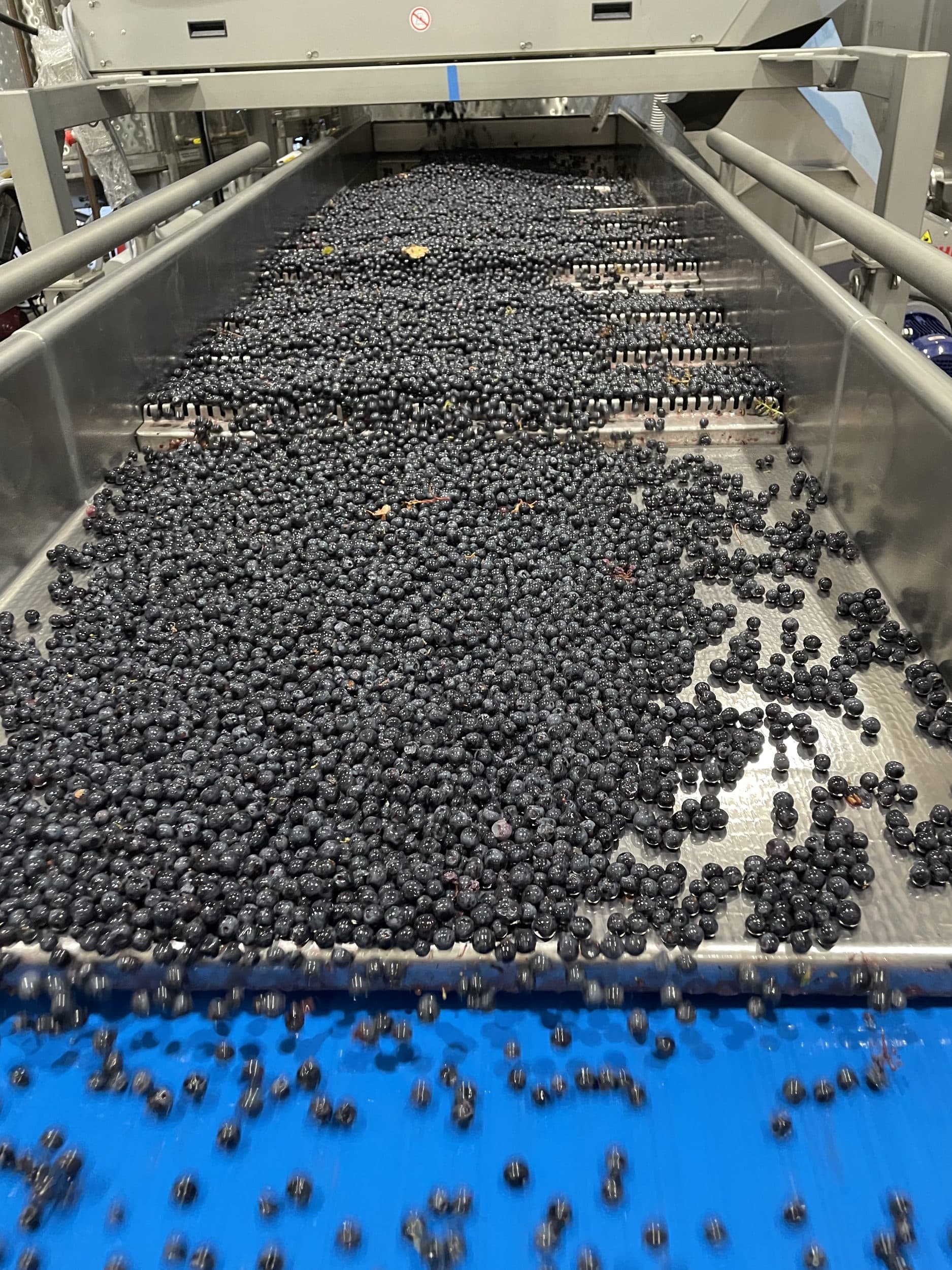 Hand-sorted Pinot Noir berries on the sorting table