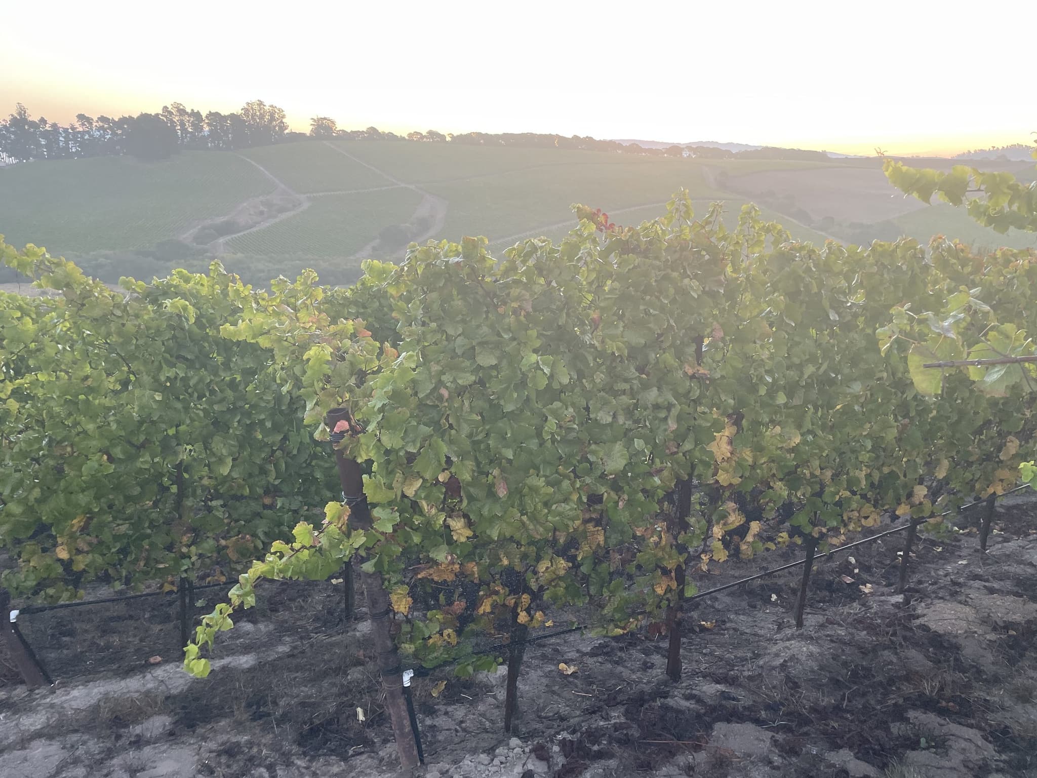 Pinot Noir vines at Cousins Vineyard, Russian River Valley