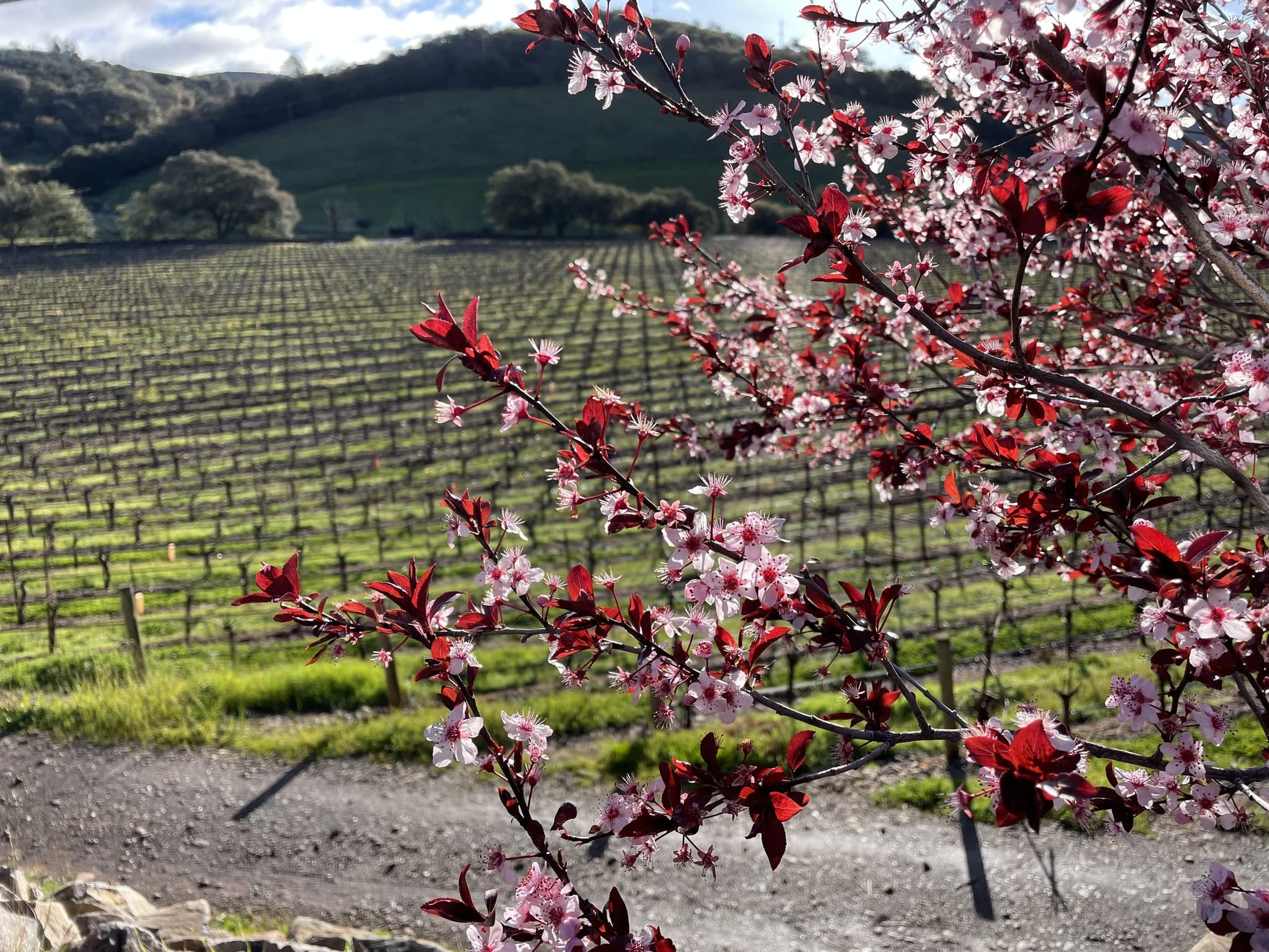 Spring at Tench Vineyard, Oakville